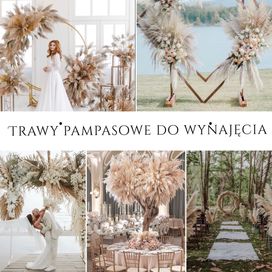 Trawa pampasowa do wynajęcia wynajem trawy pampasowej