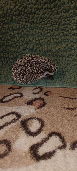 Młode Jeżyki pigmejskie