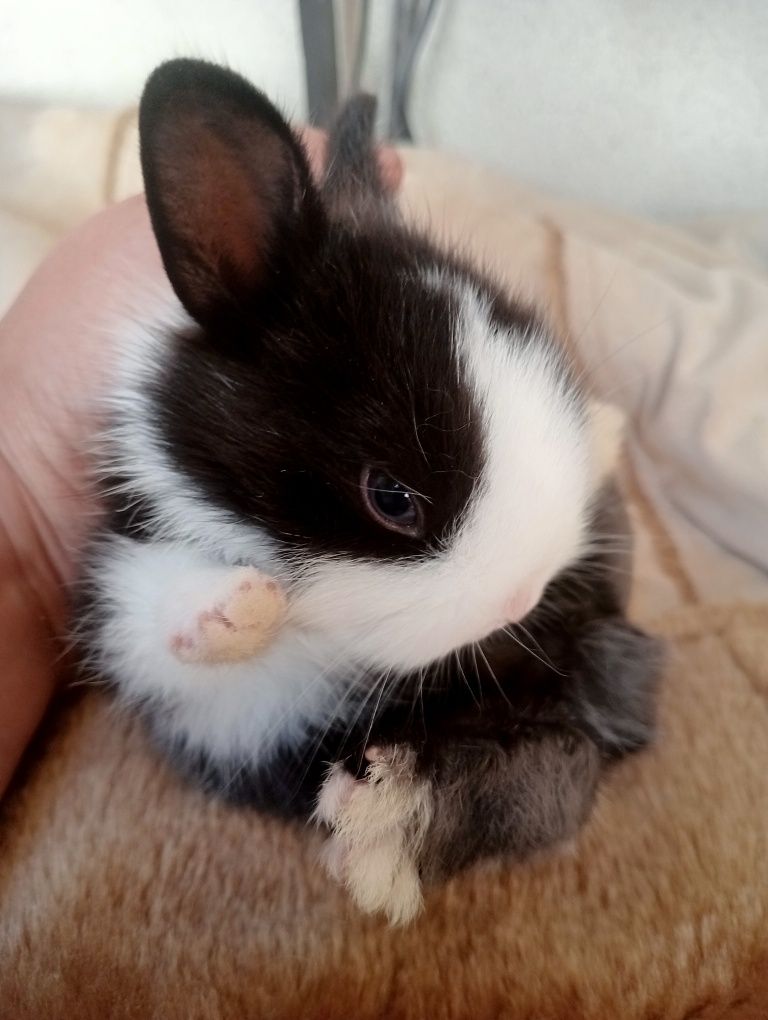 Vendo coelhinhos anã super pequeno e muito bonito e meigos