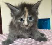 Maine Coon - kotka ! Linia shaded !