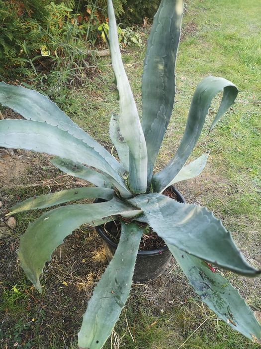 Duża agawa na taras.