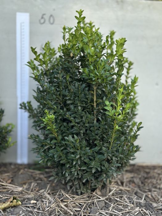 самшит, є різні розміри