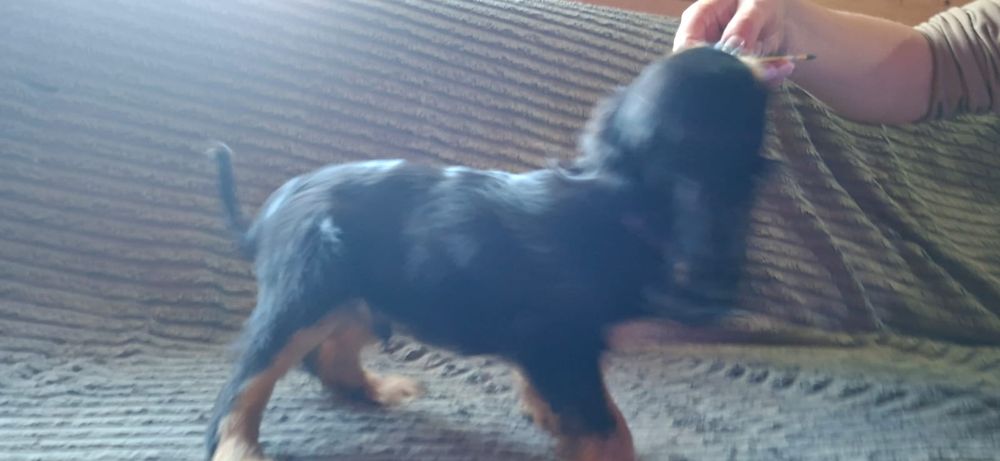 Cavalier King Charles Spaniel FCI, czarno podpalana piesek