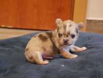 Chihuahua -mikro XXXS piesek