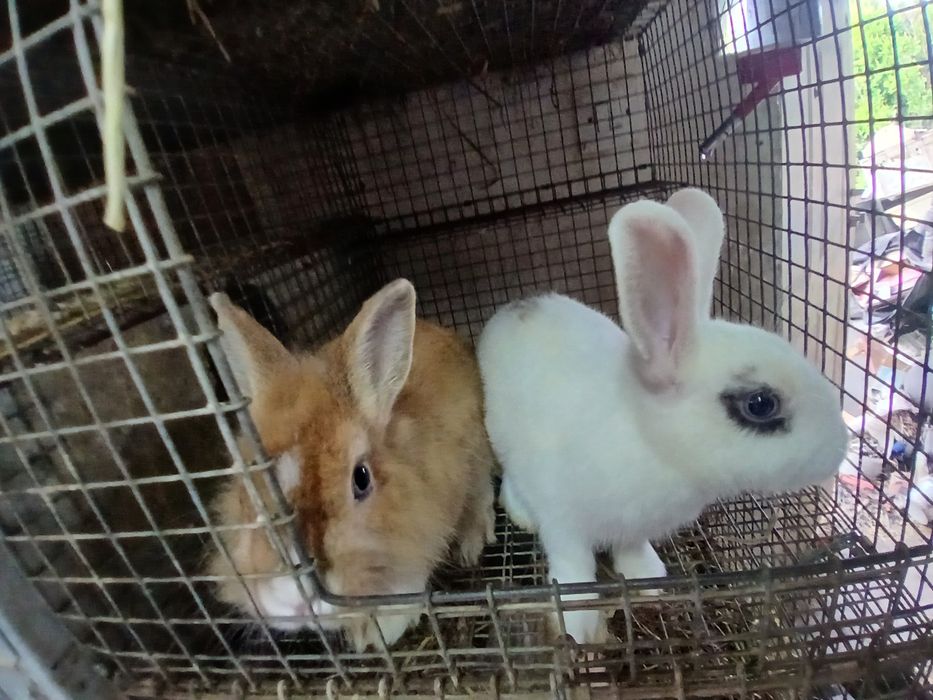 Sprzedam kroliki miniatury