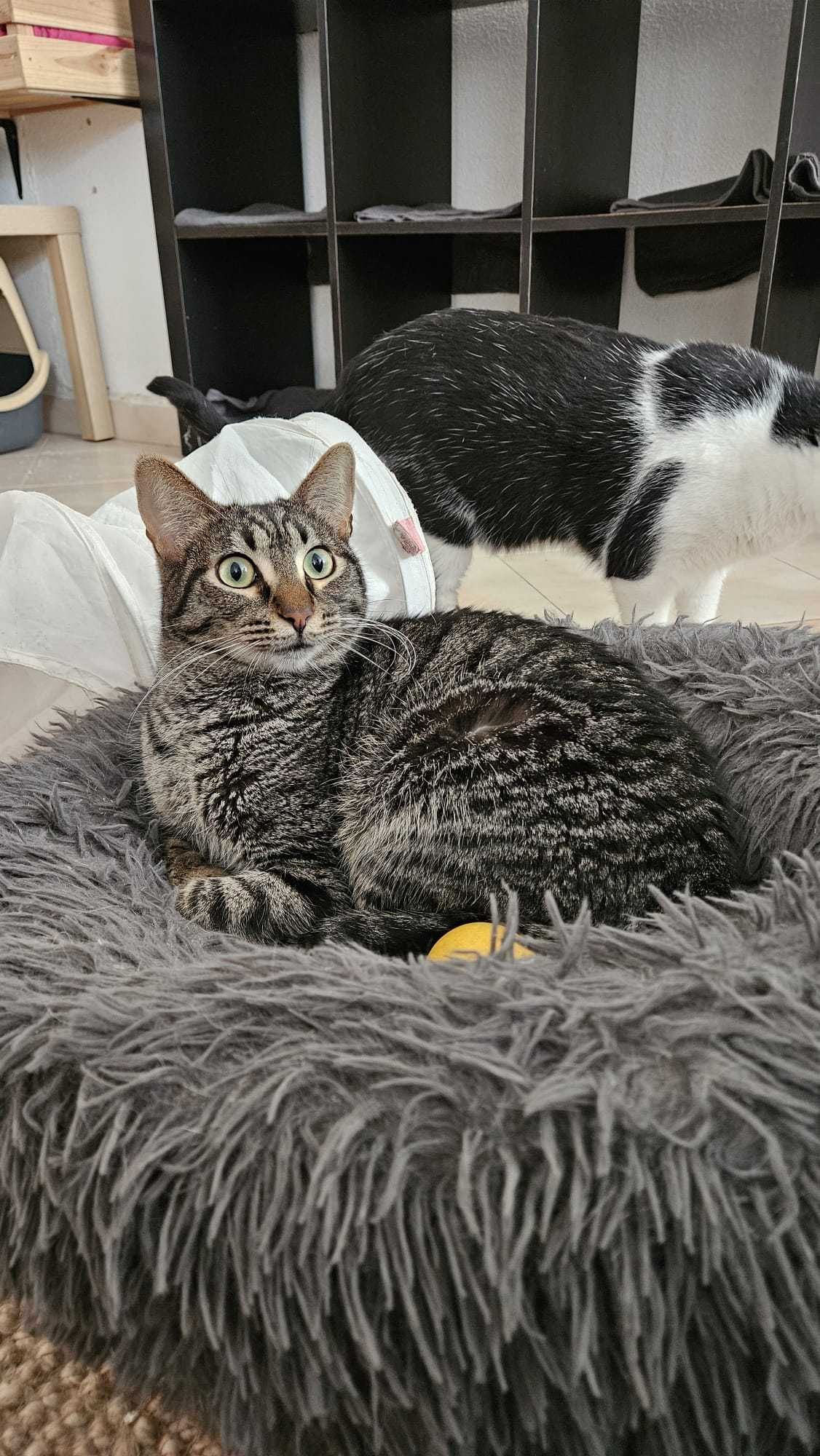Gatinho Mascarilha para adopção.