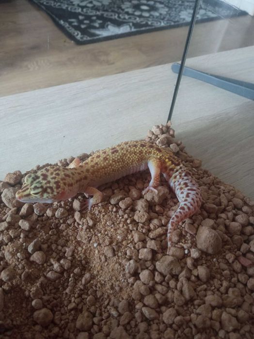 Sprzedam samca gekona lamparciego.