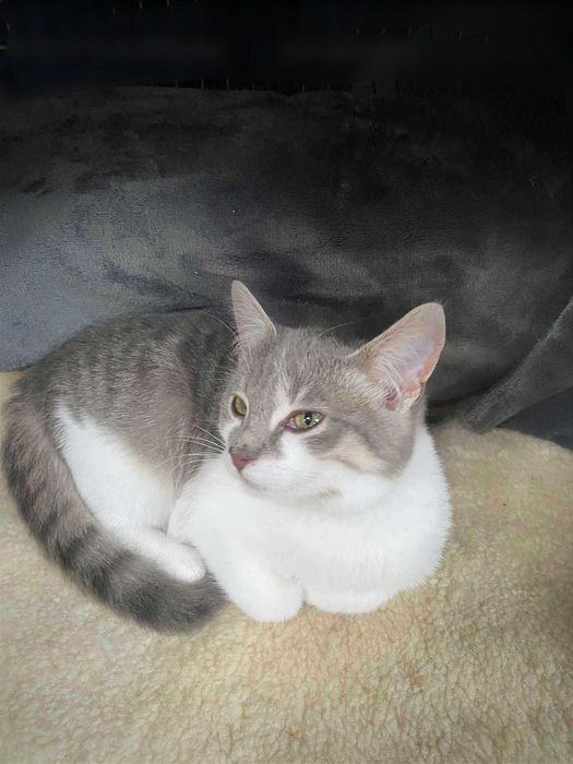 Красуні досі без дому... Скучають