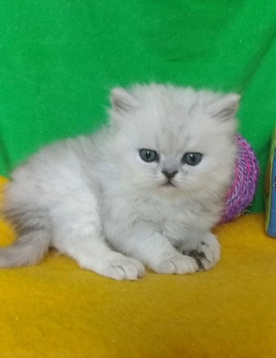 Котенок серебристой шиншиллы белый пепельный