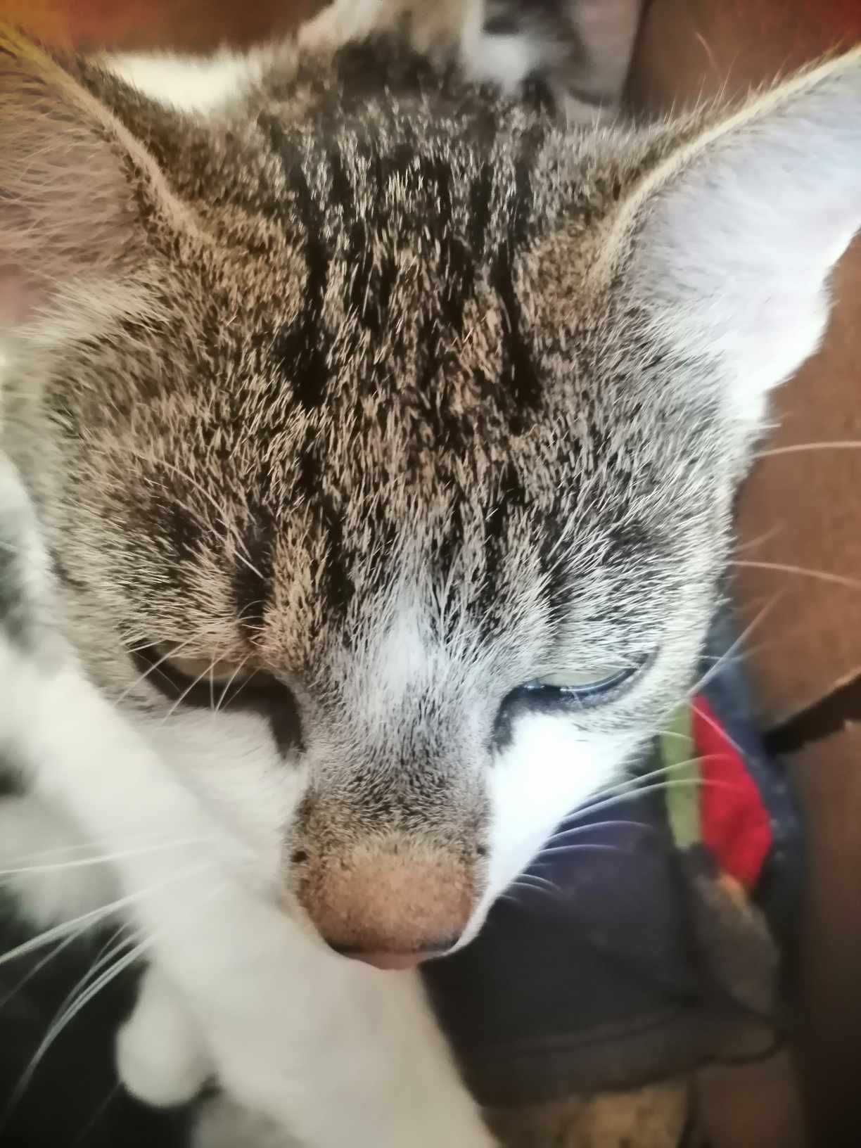 kotki do adopcji