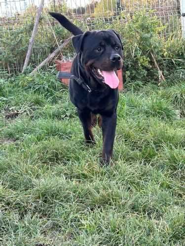 Enzo - młodziutki w typie rotka, rottweilera szuka domu