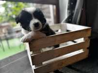 Border Collie FCI ZKWP