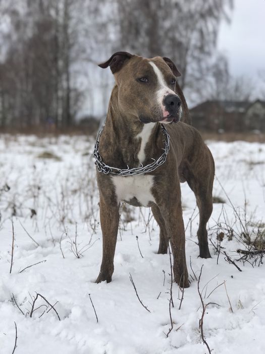 Злучка, вязка америкаський стафордширський терʼєр (амстафф)