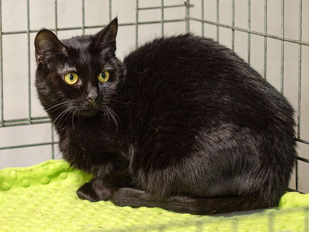 Черная кошка с желто-зелеными глазами Мила. 1 год, стерилизована