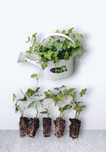 Sadzonki Bluszczu Hedera Helix 10-20cm