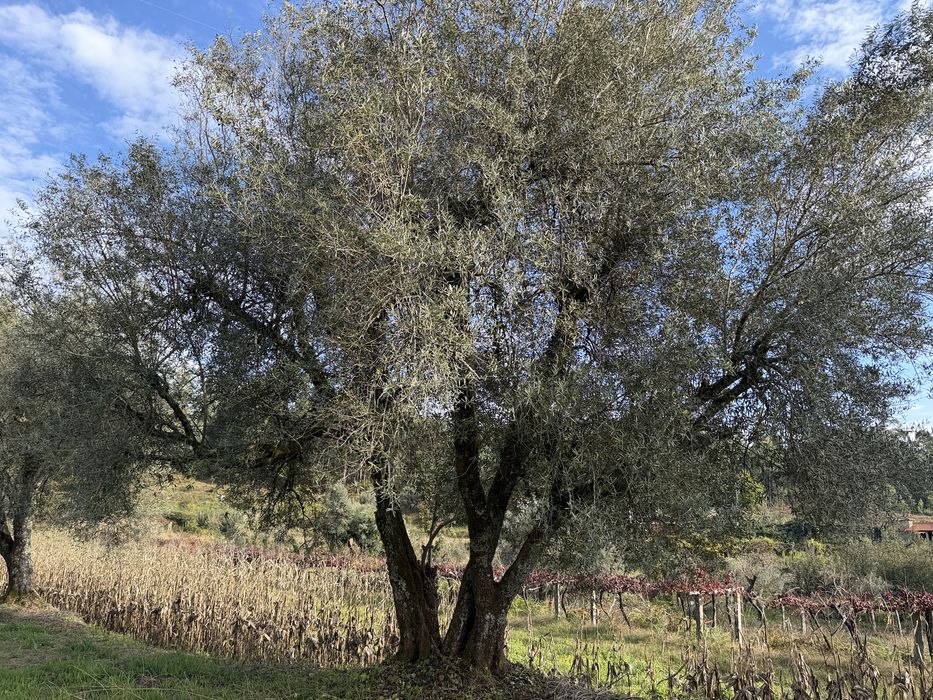 Oliveiras Antigas