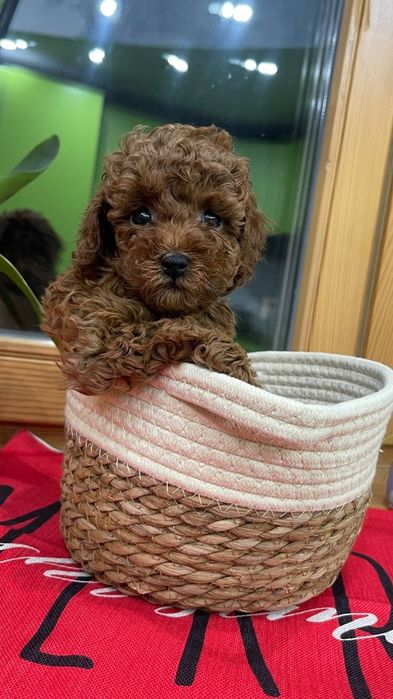 Маленький чудовий Малюк той.   пудель Ред браун