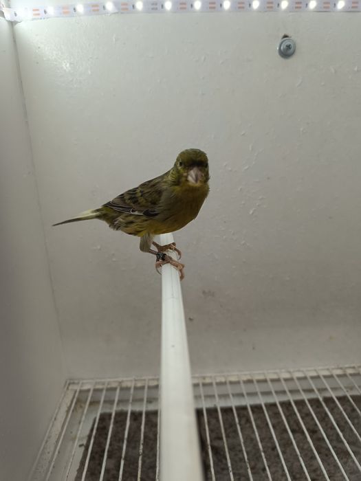 Vendo 2 Machos Timbrado Espanhol