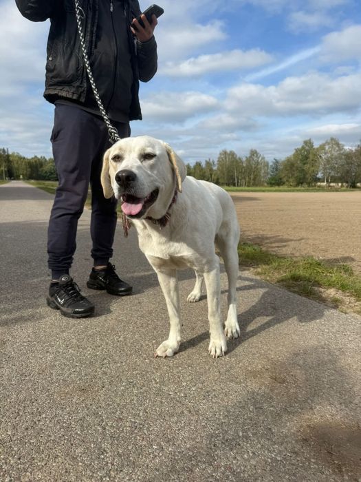 Łucja w typie labradora szuka domu!