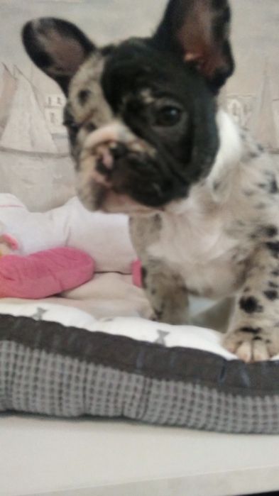 Шикарная красуня девчуля