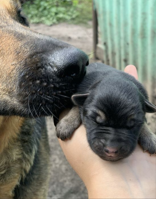 Цуценята німецької вівчарки