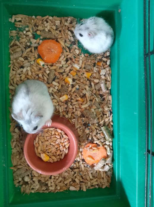 Джунгарский хомяк