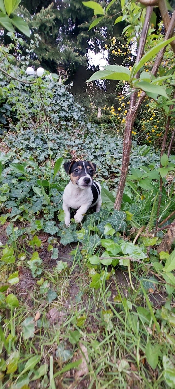 Jack Russell Terrier