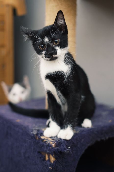 HOBBS gatinho para adoção responsavel