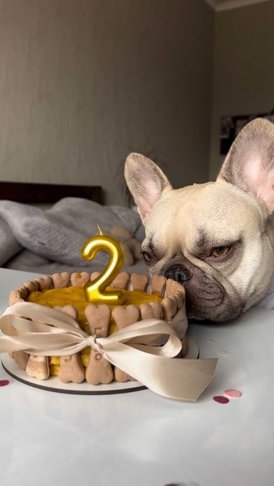 Торти, капкейки ДЛЯ СОБАК