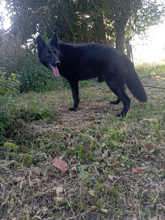 Підрощений Кобель німецької вівчарки