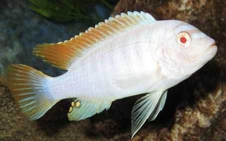 MISIEKZOO Pyszczaki - Pyszczak Śnieżny / Pyszczak Sokolofi Albino