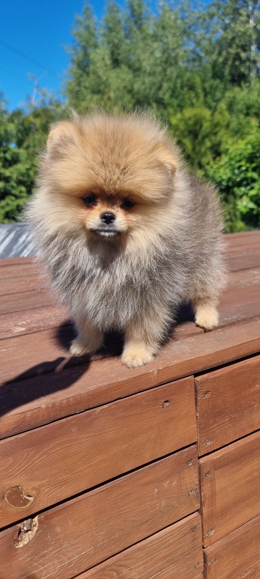 Piesek orange sable pomeranian szpic miniaturowy