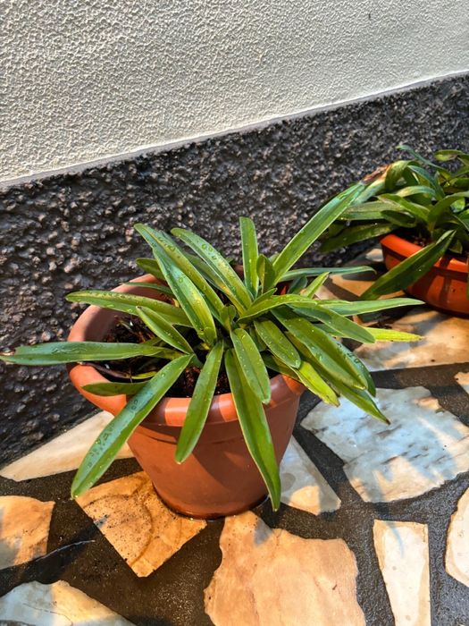Vasos Planta Orquídea Sapatinho