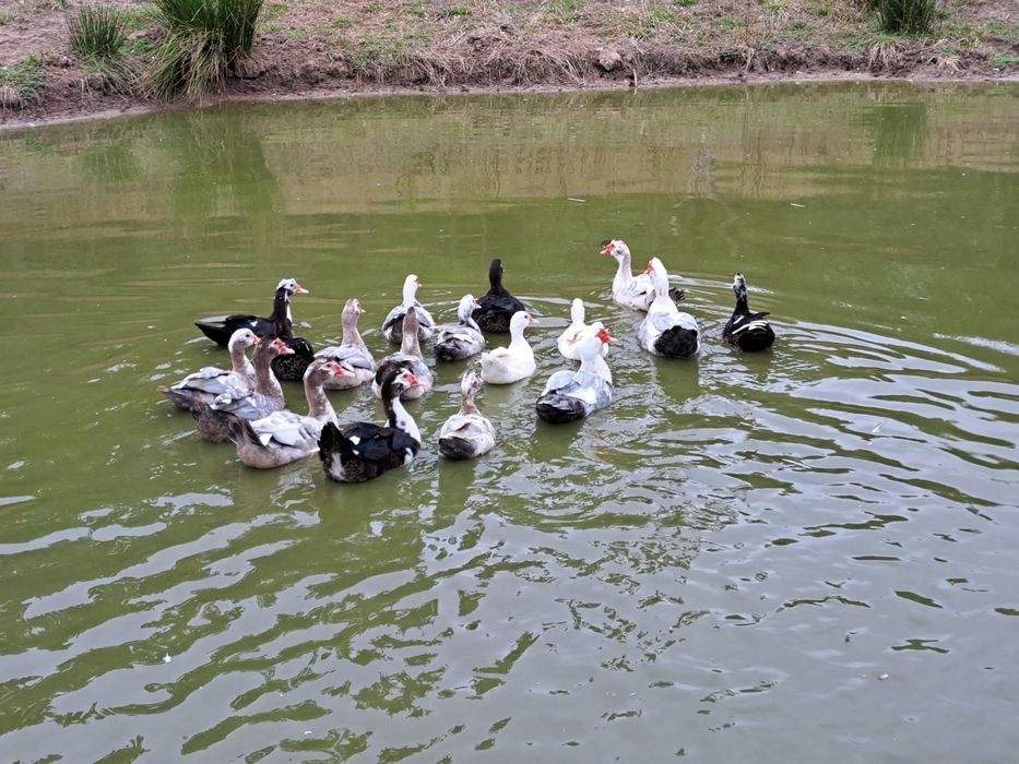 Patos do campo e gansos