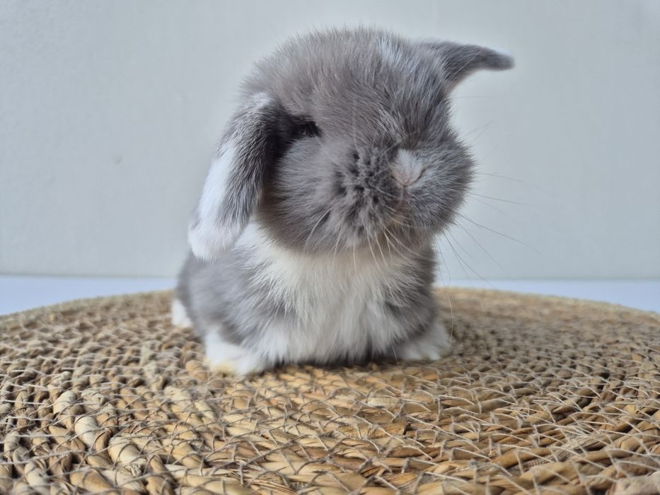 Królik Mini -Lop