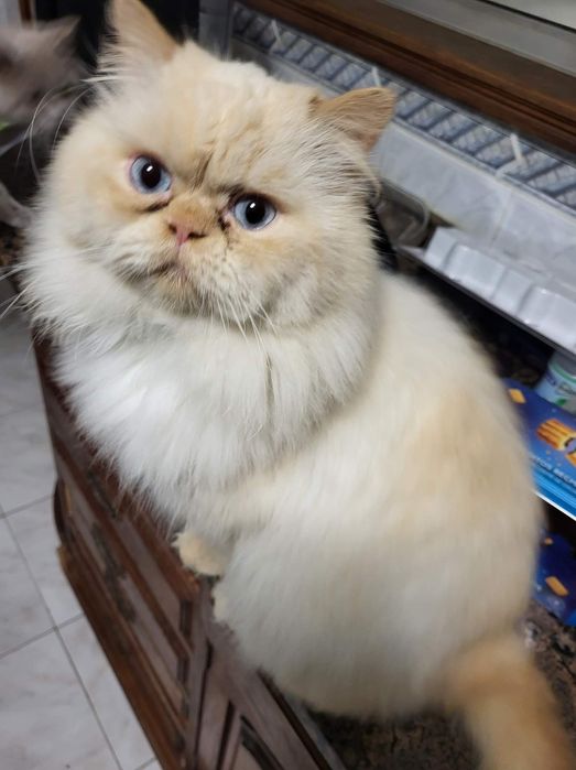 Menina persa himalaia