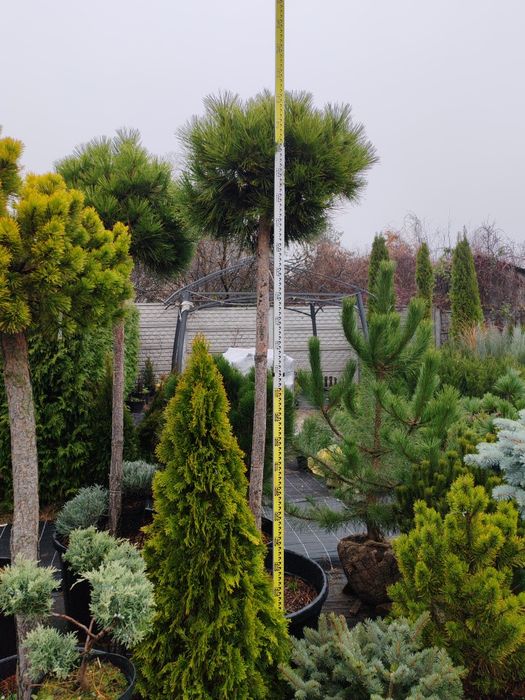 Штамбові  рослини