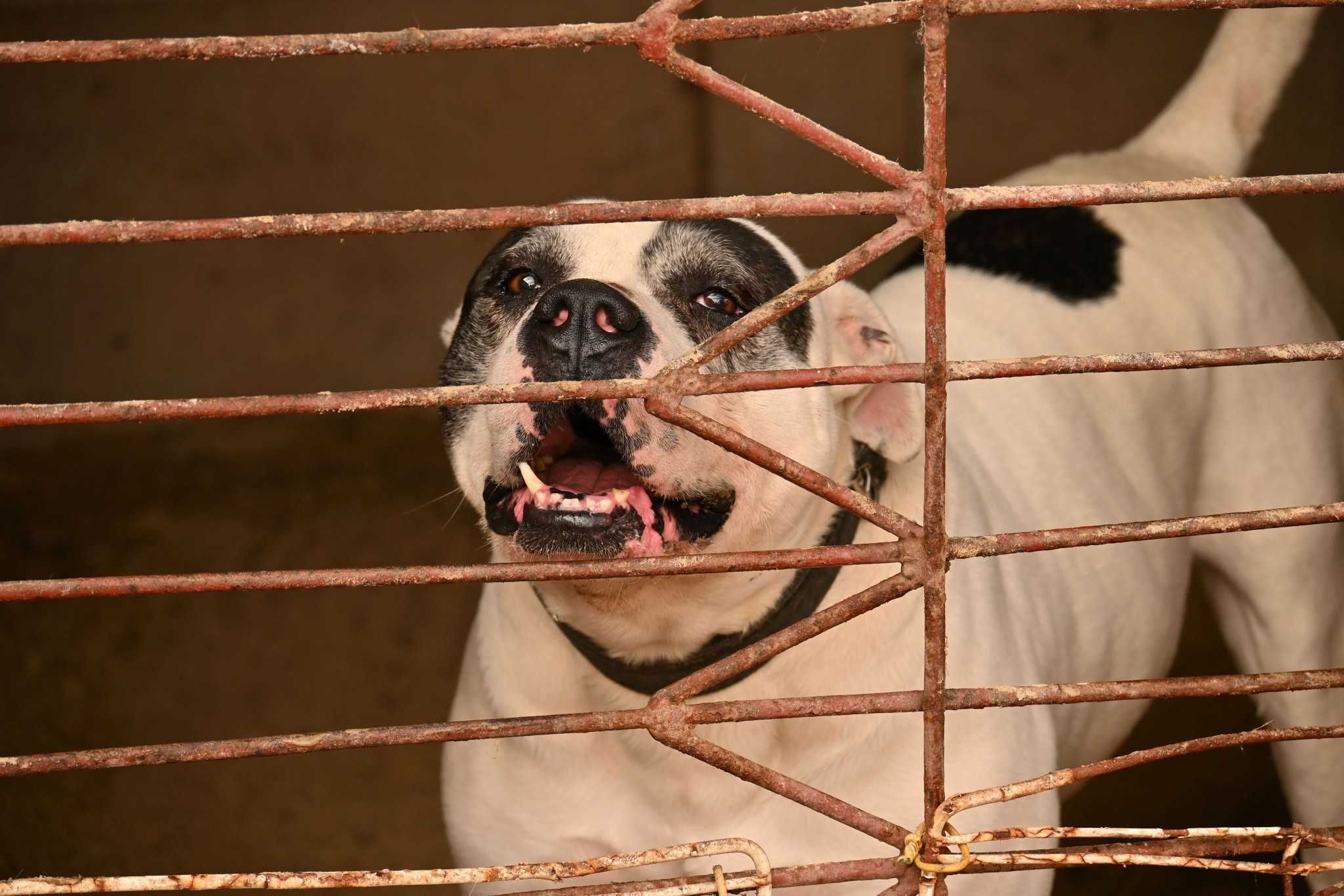 Yogi ok 4 let,pies w typ bardzo pragnie swojego człowieka Podaj Lapę B