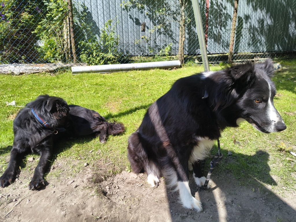 Border collie - suczka mieszaniec