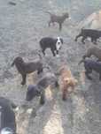 Cachorros para dar