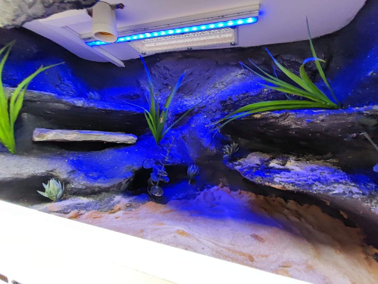 Terrarium z płyty meblowej gekon jaszczurka KOŚCIAN