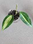 Hoya Macrophylla Pot Of Gold