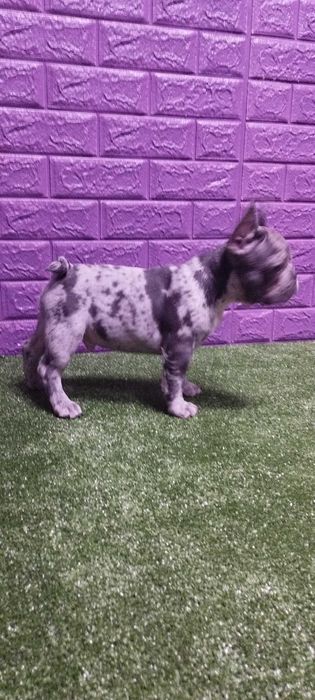 Маленький хлопчик в мерле окрасі