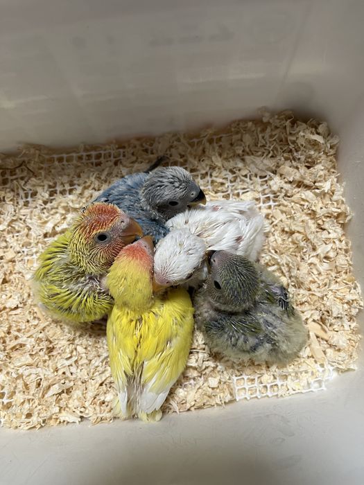 Agapornis para criar á mão