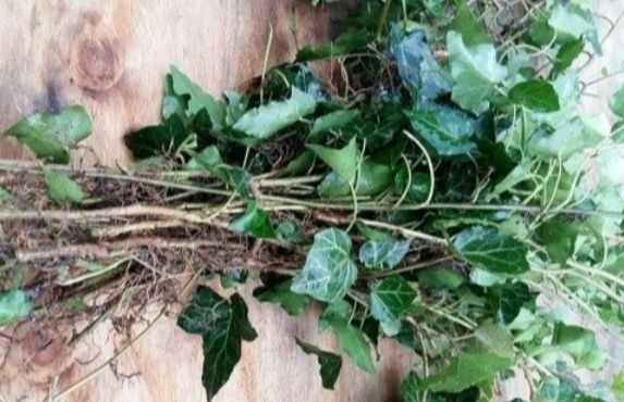 Плющ вечнозелёный