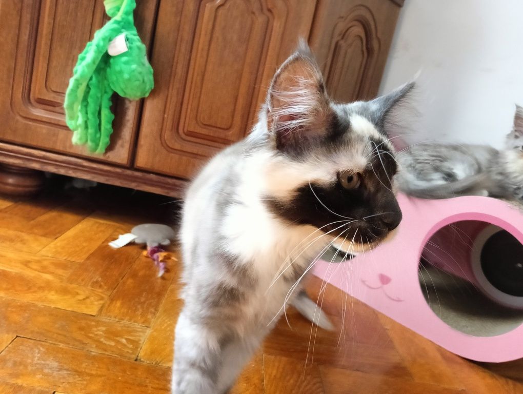 Maine coon srebrzysta szylkretka z rodowodem FPL