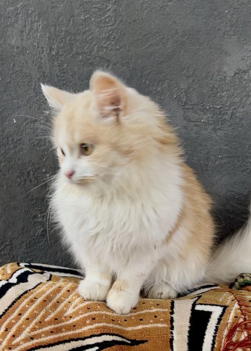 Риженке британське кошенятко