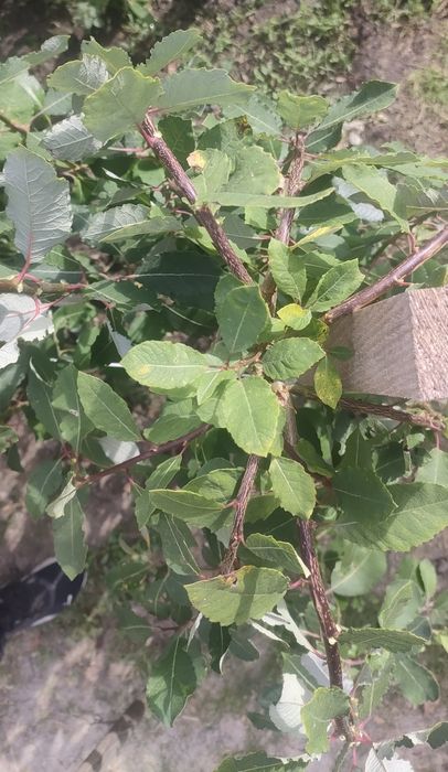 Wierzba Iwa Salix Klimanroc  C4 wys 170cm