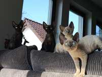 Devon rex kocurek czarny rodowód FPL