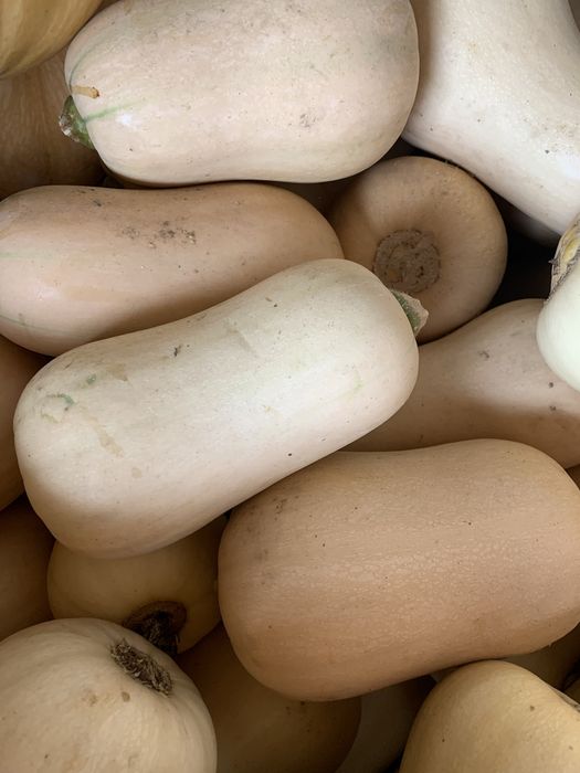 Abobora varias variedades